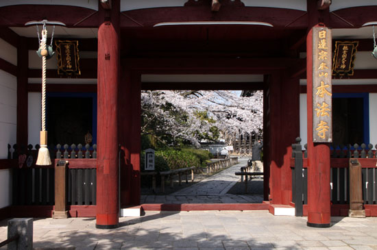 さくら満開14 本法寺_e0048413_18465292.jpg