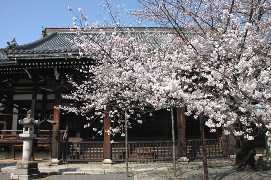 さくら満開14 本法寺_e0048413_1848738.jpg