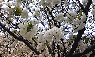 上野の花見_e0016517_17465980.jpg