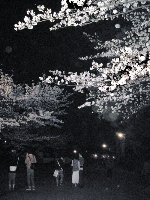 ～小倉城の桜。 ⑤ （夜桜）_b0203919_2242190.jpg