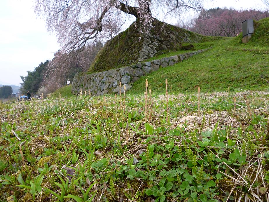 念願の　又兵衛桜へと　(^-^)_f0228619_2105322.jpg