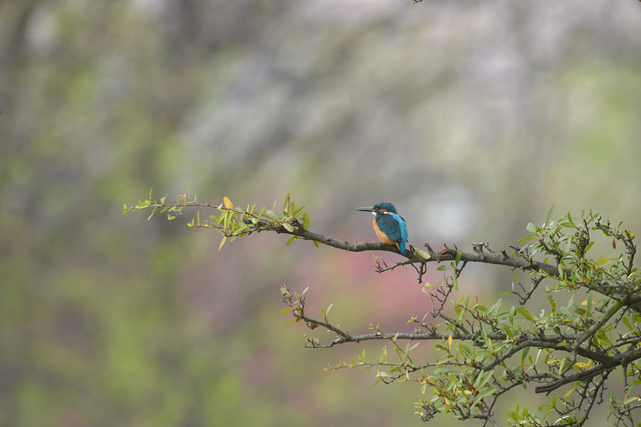 130331 公園の雄今一_c0278820_18113214.jpg