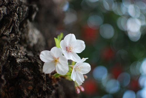 お友達とお花見散歩_f0214121_8583350.jpg