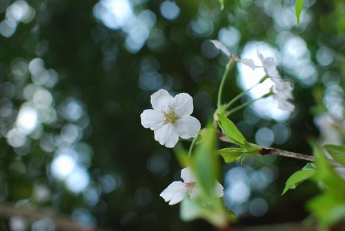 お友達とお花見散歩_f0214121_901238.jpg