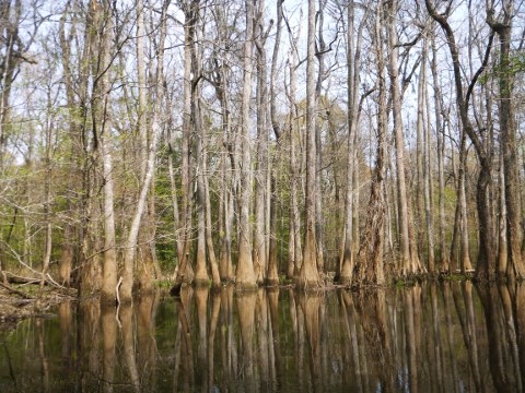 Congaree National Park_a0097322_9542919.jpg