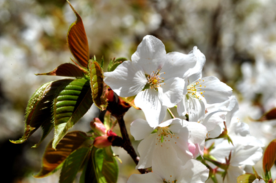 伊勢志摩「夢」の宴？奥山の大きな一本桜の下で、_b0169522_18333471.jpg