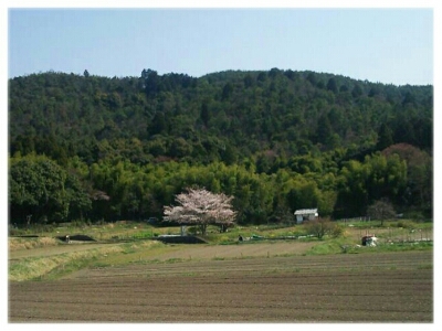 佐野邸～広沢池 （北嵯峨野）     さくら_d0277422_9584775.jpg