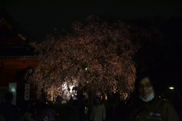 夜桜ミニツーリング　レポート_d0100125_10573581.jpg