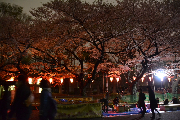 夜桜ミニツーリング　レポート_d0100125_110130.jpg