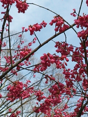 春の植物園(2013.3.31)_b0080027_21113790.jpg