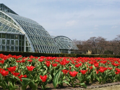 春の植物園(2013.3.31)_b0080027_2185431.jpg