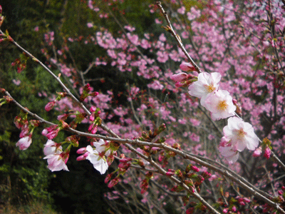 ＜紅梅 と 窓から見る風景＞ ２月の活動 ーⅡ（3/31号)_c0146127_17124141.gif