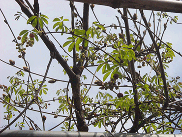c0146127_17232613.gif