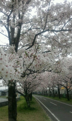 桜&お祝い&お庭_e0176627_725455.jpg