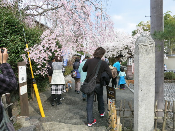 桜の季節、可愛いうつわ_a0197730_21364939.jpg