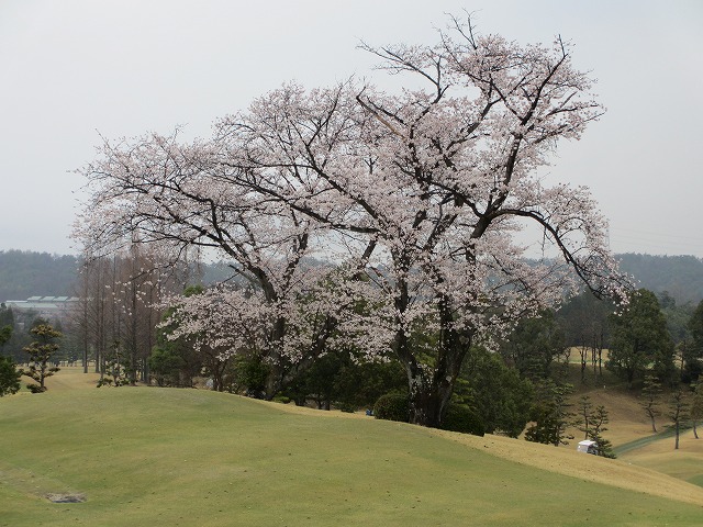 岐阜関カントリー倶楽部_d0221230_222394.jpg