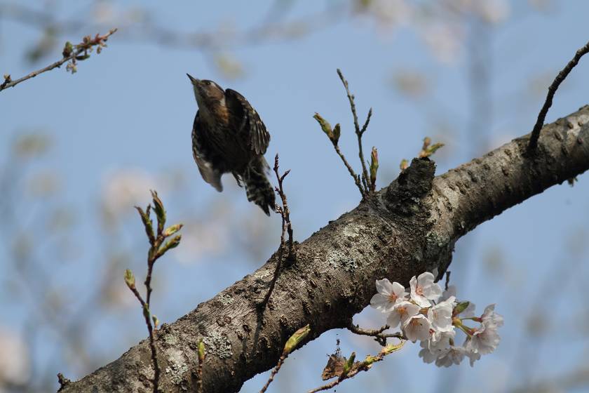 桜と鳥_c0075539_184233.jpg