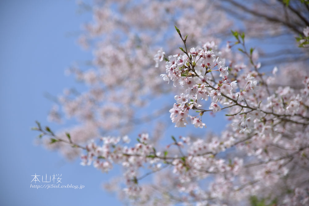 本山桜 山崎ダム湖畔_a0078341_22343991.jpg