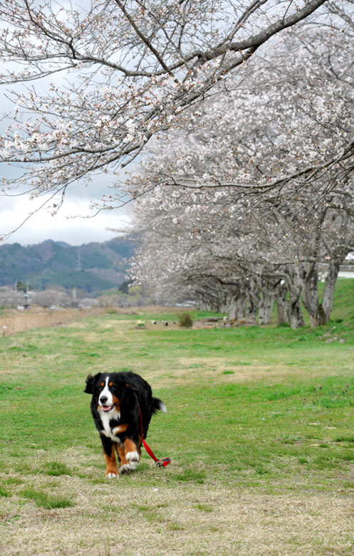 満開の桜はあと何日後？_b0075541_21465541.jpg