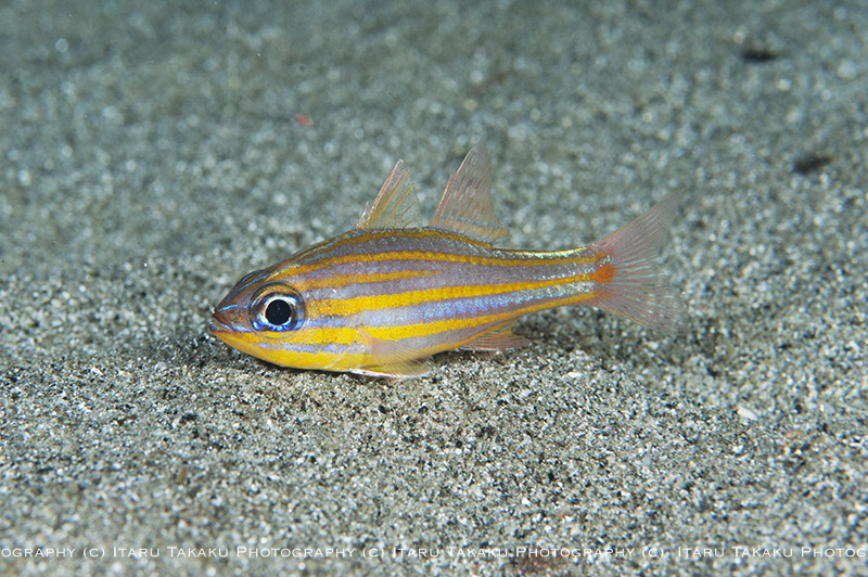 屋久島のキンセン事情_b0186442_23452423.jpg