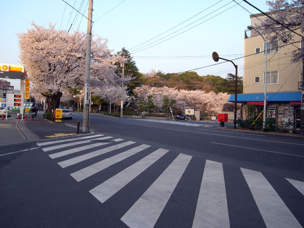 春　桜　３月２８日_f0149442_16585064.jpg