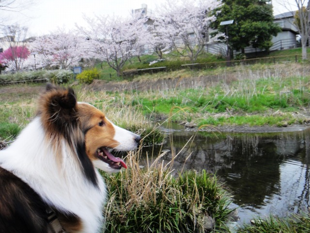 ちょっぴり遅いお墓参り♪_e0195743_1363115.jpg