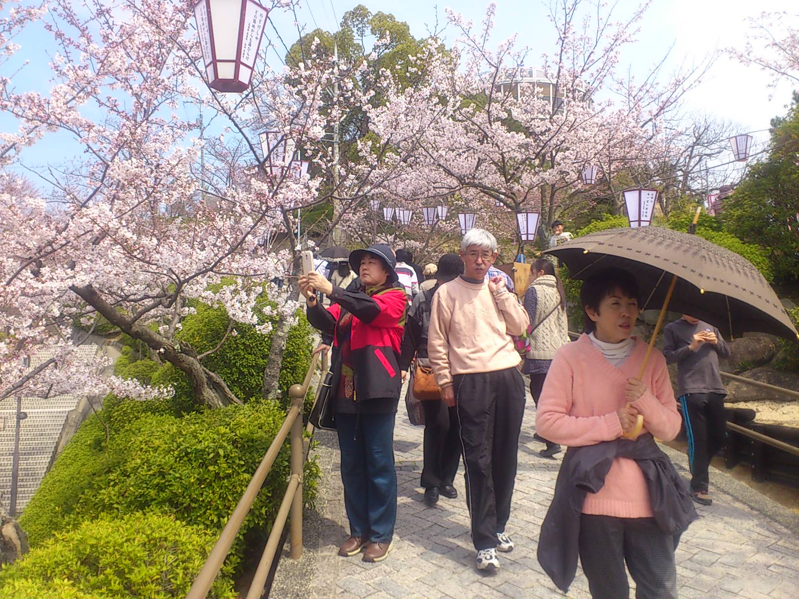 千光寺公園の桜_e0207543_1475364.jpg