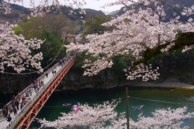 桜舞う 桜淵公園 新城 Self Portrait 青空と風景をここに