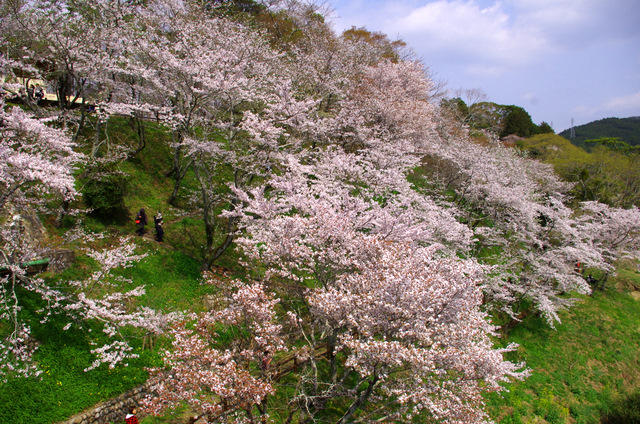 桜舞う：桜淵公園　新城_d0186245_2331390.jpg