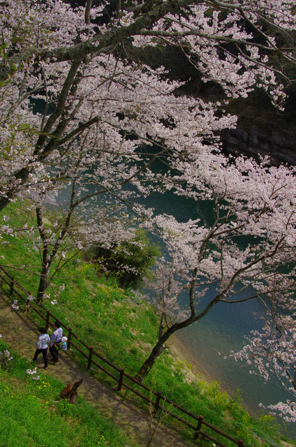 桜舞う：桜淵公園　新城_d0186245_23331984.jpg