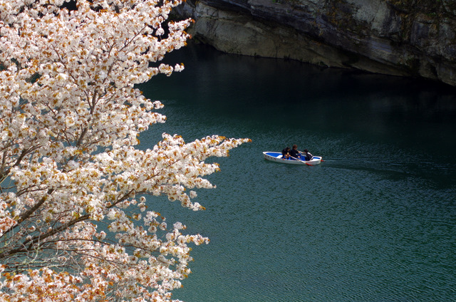 桜舞う：桜淵公園　新城_d0186245_2338068.jpg