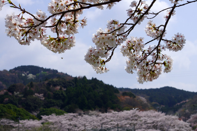 桜舞う：桜淵公園　新城_d0186245_23384445.jpg