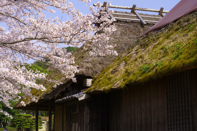 桜舞う：桜淵公園　新城_d0186245_23395924.jpg