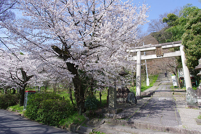 山崎の桜たち_f0094045_8171798.jpg