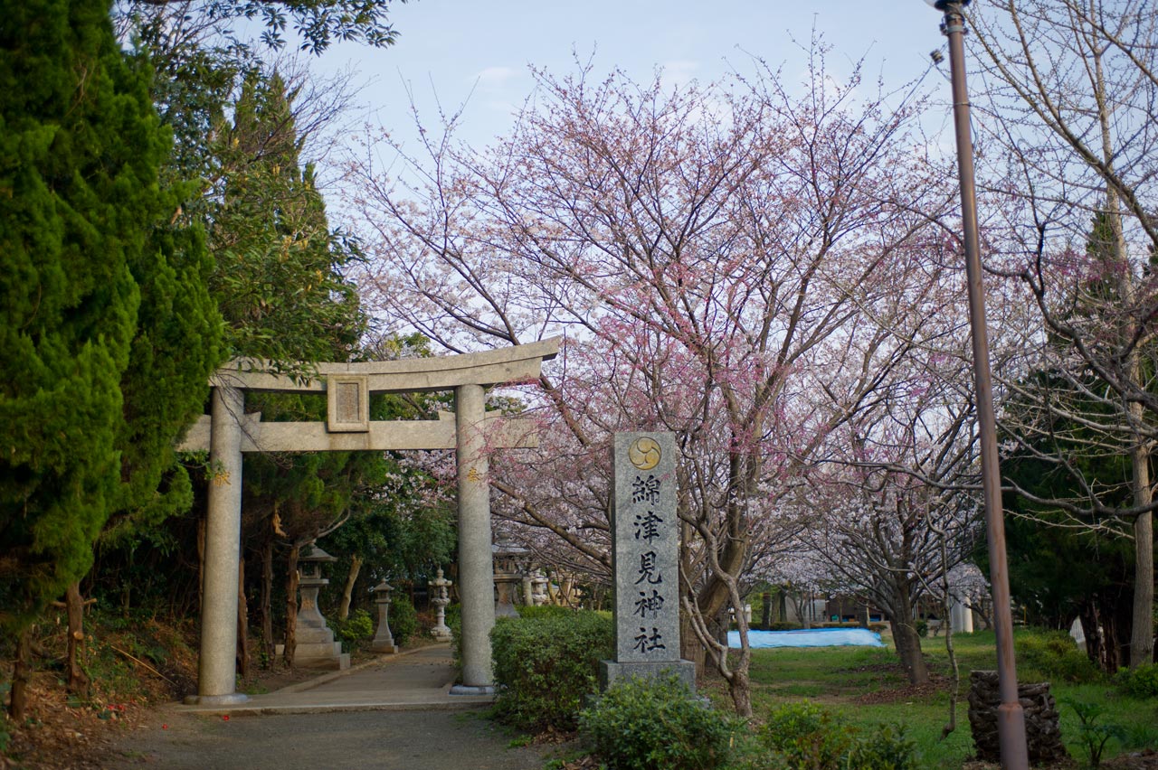 ★ご近所桜巡り　３　綿津見神社　福岡市東区_b0023047_4245411.jpg