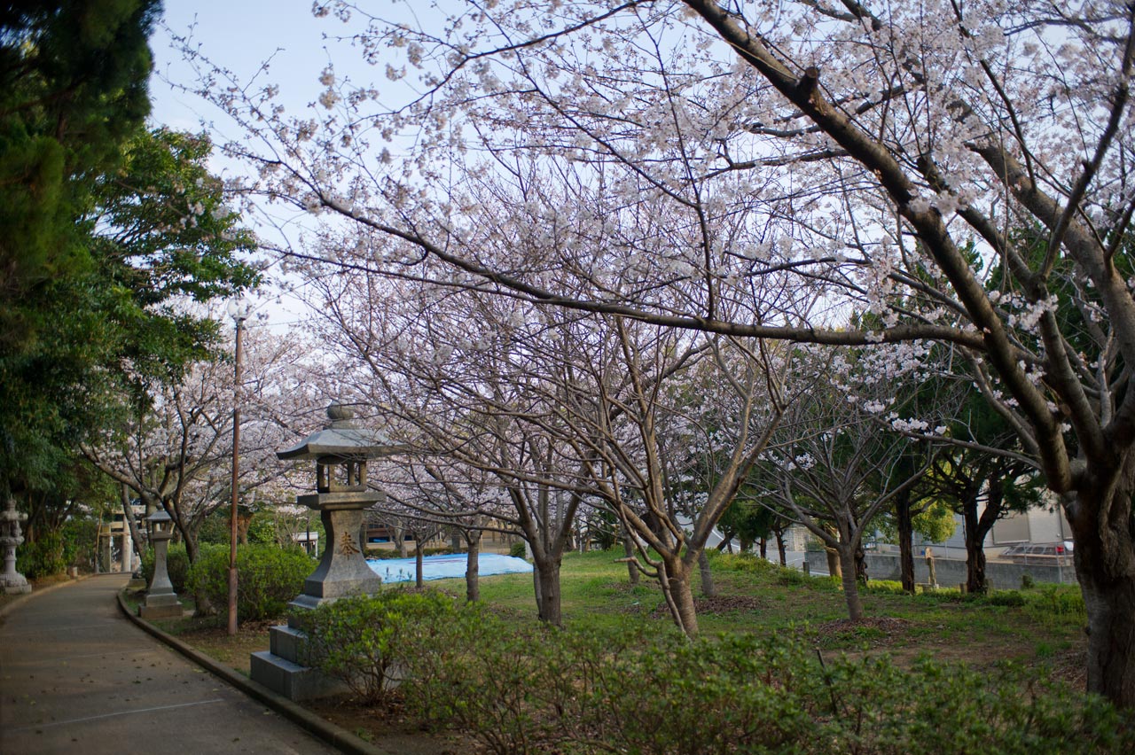 ★ご近所桜巡り　３　綿津見神社　福岡市東区_b0023047_4245880.jpg