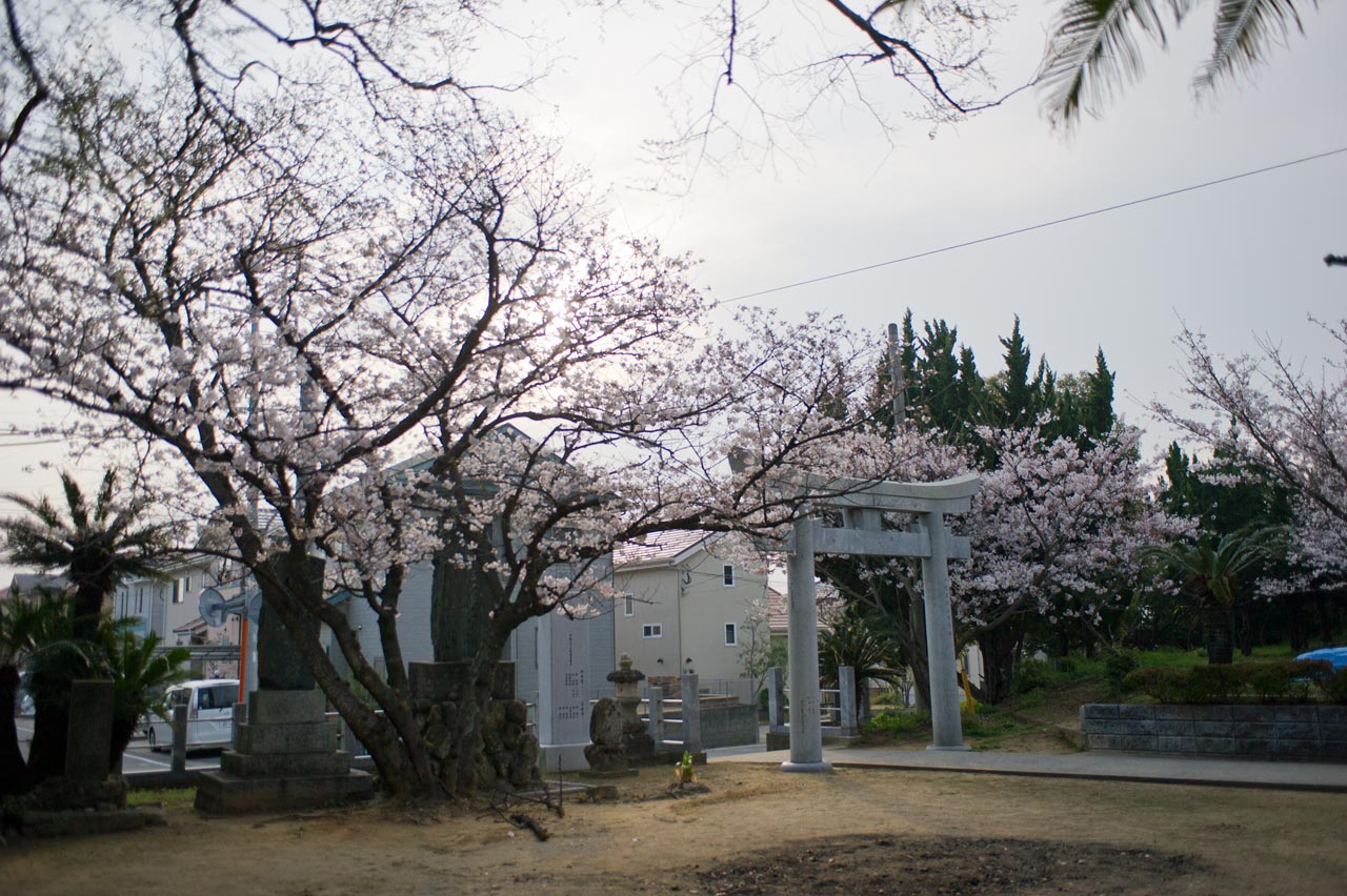 ★ご近所桜巡り　３　綿津見神社　福岡市東区_b0023047_4251912.jpg