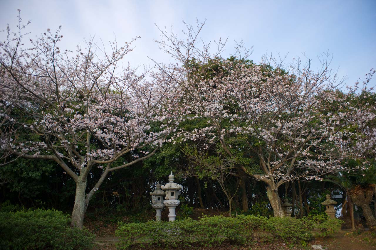 ★ご近所桜巡り　３　綿津見神社　福岡市東区_b0023047_42588.jpg