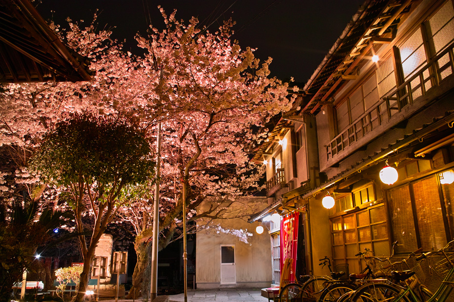 眉山の夜桜～滝の焼餅_b0161248_1412639.jpg