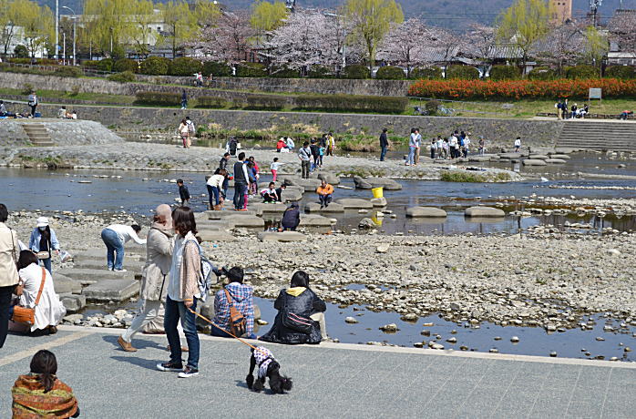 さくら　桜　さくら_d0219351_211248.jpg