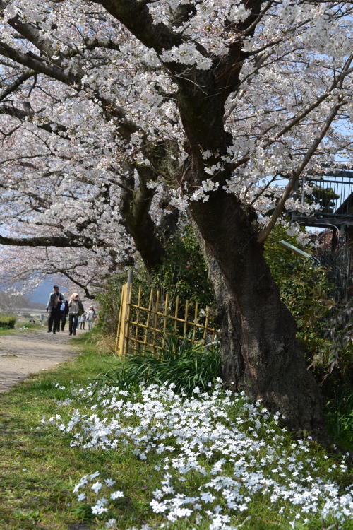 さくら　桜　さくら_d0219351_21133459.jpg