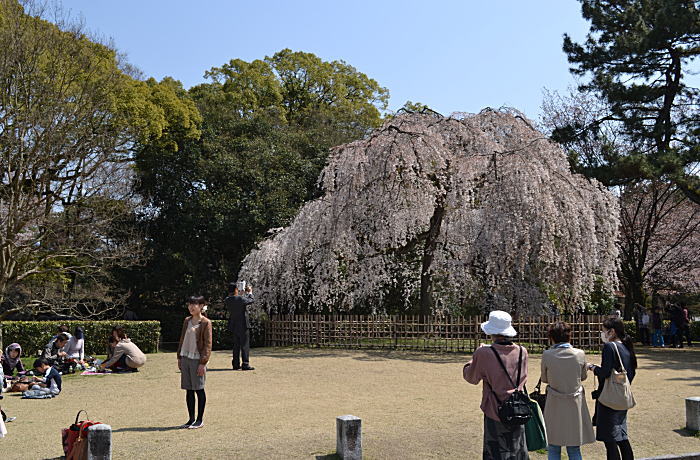 さくら　桜　さくら_d0219351_2193286.jpg