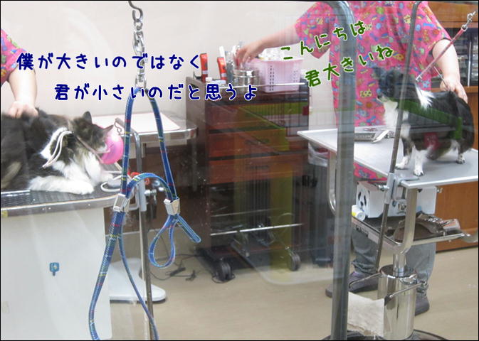 d0139352_1241249.jpg