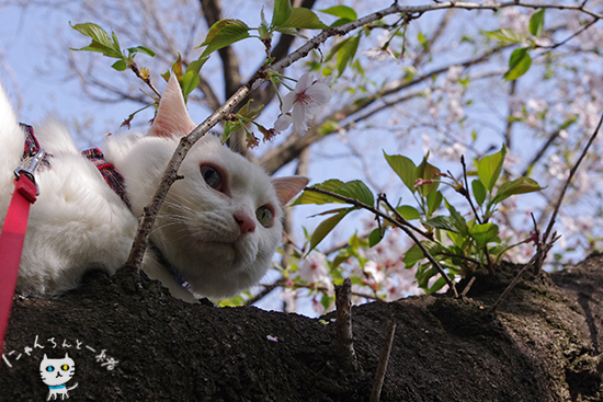 お城公園へお散歩　〜お花見にゃんこ2〜_e0031853_16264470.jpg