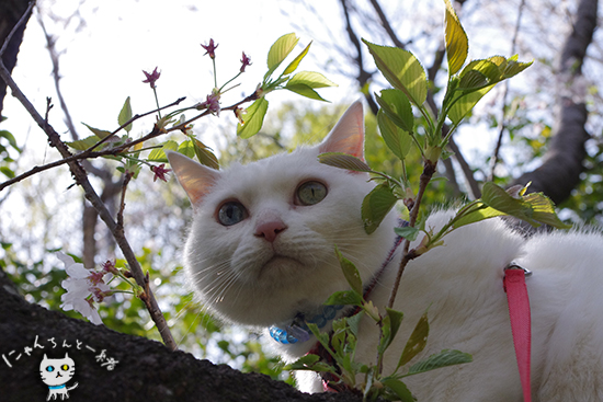 お城公園へお散歩　〜お花見にゃんこ2〜_e0031853_16271444.jpg