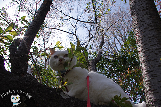 お城公園へお散歩　〜お花見にゃんこ2〜_e0031853_16272665.jpg