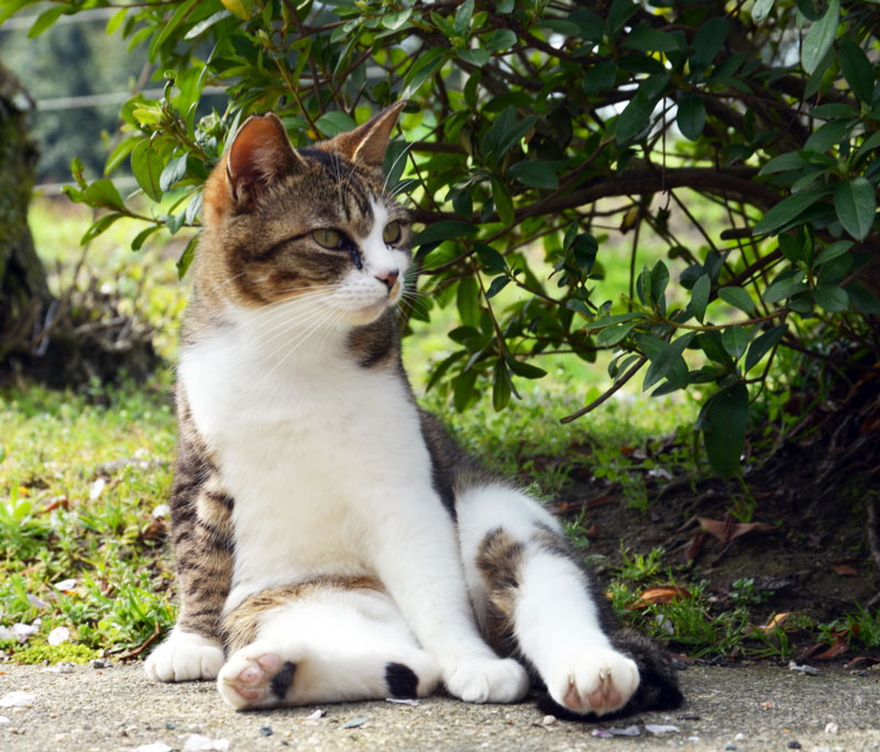 むかし犬　いまは猫気で　暮らすべし_c0210054_6542337.jpg