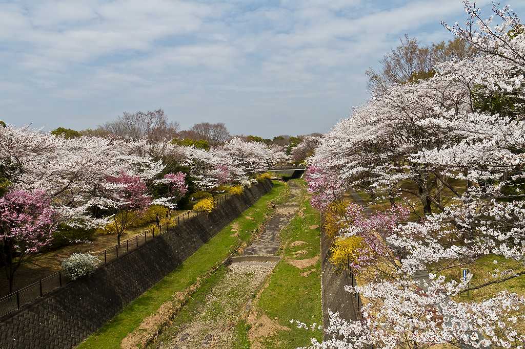 ポピーと桜_f0044056_974029.jpg