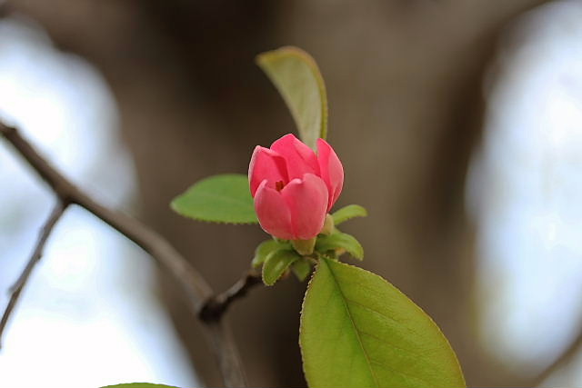 染井吉野、枝垂れ桜、白花タンポポ、大島桜、カリン、花桃、ペチコート水仙、木蓮、シロスミレ_a0030958_23425591.jpg