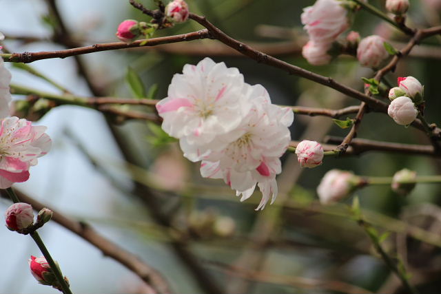 染井吉野、枝垂れ桜、白花タンポポ、大島桜、カリン、花桃、ペチコート水仙、木蓮、シロスミレ_a0030958_23465594.jpg